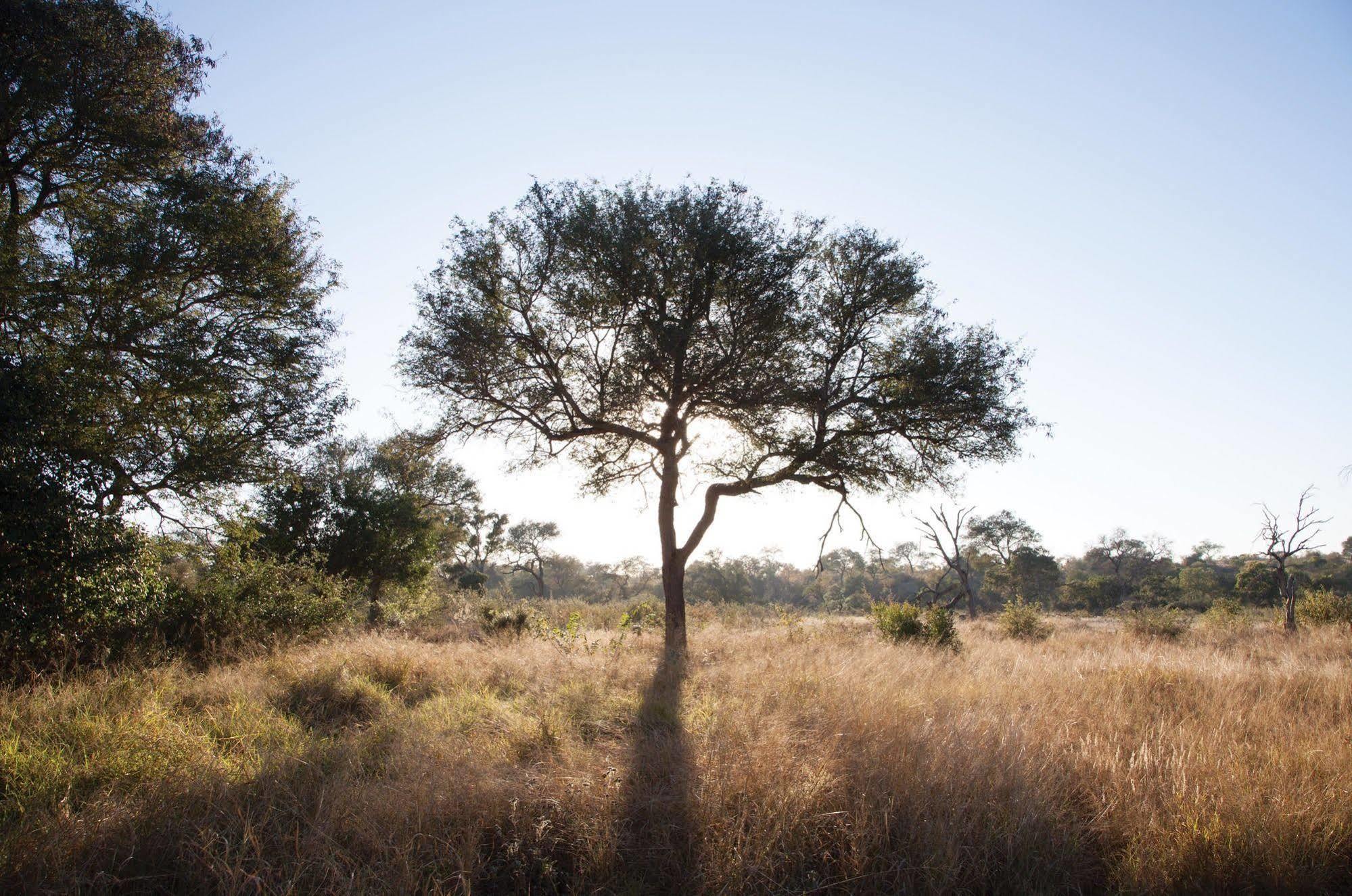 Kings Camp Private Game Reserve privé-wildreservaat Klaserie Buitenkant foto